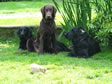 Flatcoat retrievers