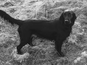 Skye, Flatcoated Retriever